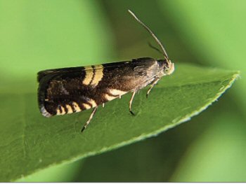 Grapholita pallifrontana