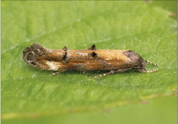 Mompha idaei
